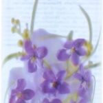 Yardley April Violets Duschgel 250ml