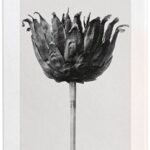 Loewe - Damesparfum - Solo Ella - Eau de parfum 50 ml - Afbeelding 2