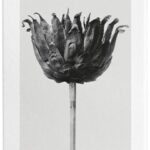 Loewe - Damesparfum - Solo Ella - Eau de toilette 50 ml - Afbeelding 3