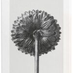 Damesparfum Aura White Magnolia Loewe EDP - Afbeelding 3