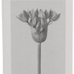 Loewe Loewe 001 Woman Eau De Toilette Spray 50 Ml - Afbeelding 2