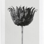 Loewe - Damesparfum - Solo Ella - Eau de toilette 100 ml - Afbeelding 3