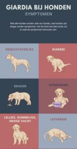 Giardia Ag Rapid Test - Snap Test voor Honden en Katten - Afbeelding 3