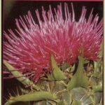 Intersa Bitransamin 60 Caps