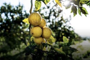 Dior - EAU SAUVAGE eau de toilette 200 ml - Afbeelding 2