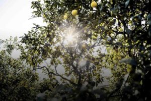 Dior - EAU SAUVAGE eau de toilette 200 ml - Afbeelding 3