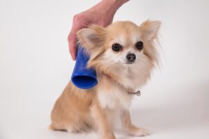 Pet Teezer - Dog Brush for Small Dogs - Blue - Afbeelding 3