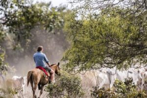 Freeks Wilde Wereld Box - Afbeelding 4