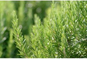 WELEDA - Revitaliserende Haarlotion - Rozemarijn - 100ml - 100% natuurlijk - Afbeelding 2