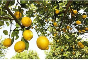 Citrus Deodorant By Weleda 100 Ml - Afbeelding 3