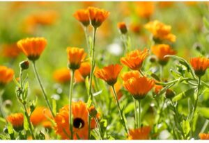 Marigold Toothpaste 75ml - Afbeelding 2