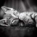 Clementoni Legpuzzel - High Quality Puzzel Collectie - Kitten - 1000 stukjes, puzzel volwassenen