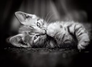 Clementoni Legpuzzel - High Quality Puzzel Collectie - Kitten - 1000 stukjes, puzzel volwassenen