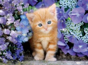 Clementoni Legpuzzel High Quality Collection - Katje 500 Stukjes - Afbeelding 2