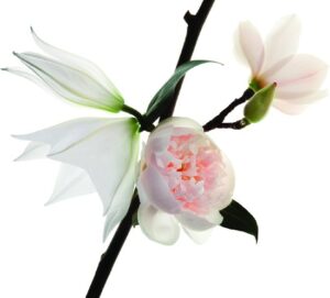 Yves Saint Laurent Mon Paris Floral EDP W 50 ml - Afbeelding 4