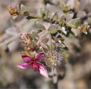 WELEDA - Tandpasta - Ratanhia - 75ml - 100% natuurlijk - Afbeelding 2