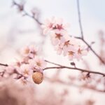 WELEDA - Zwangerschapsolie - Mama & Baby - 100ml - 100% natuurlijk - Afbeelding 3