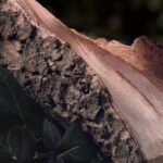 Chloé Rose Naturelle Eau de Parfum 150ml Refill - Afbeelding 4