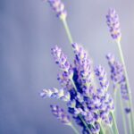 Spider-Man Geschenkset - Eau de Toilette 50 ml & Douchegel 100 ml - Parfum voor Kinderen - Afbeelding 2