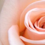 Spider-Man Geschenkset - Eau de Toilette 50 ml & Douchegel 100 ml - Parfum voor Kinderen - Afbeelding 3