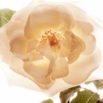 Burberry My Burberry - 50 ml - Eau de Parfum - Afbeelding 2