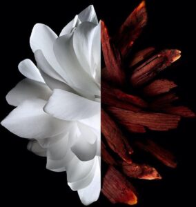 Givenchy L´interdit Edp Rouge Edp 50 Vpo Noved 21 - Afbeelding 4