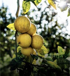 Dior Eau Sauvage 200 ml - Eau de Toilette - Herenparfum - Afbeelding 3