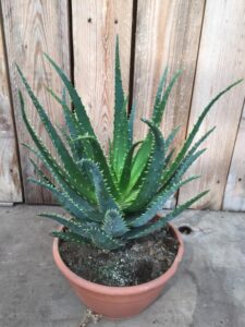 Aloe Vera (in schaal) - Afbeelding 2