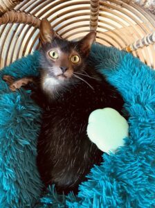 Pet Teezer - Cat Grooming Brush - Mint - Afbeelding 2