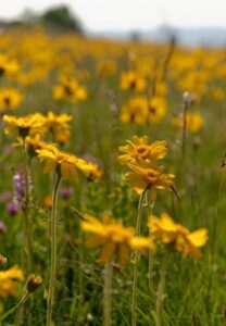 WELEDA - Sport Massageolie - Arnica - 200ml - 100% natuurlijk - Afbeelding 2