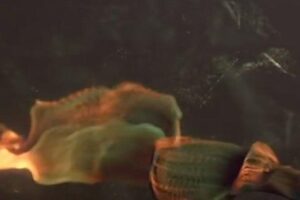 Lamborghini Invincibile Eau de Toilette 40ml Spray - Afbeelding 2