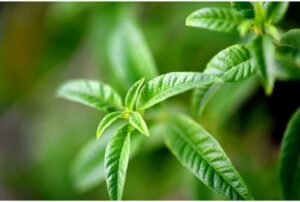 Shower Gel ( Verbena ) - Fresh Shower Gel 250ml - Afbeelding 3