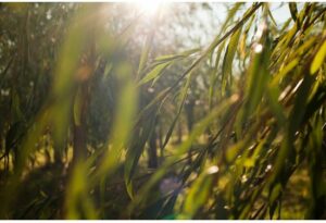 Brightening Washing Gel For Problematic Skin Natura L Ly Clear 100 Ml 100ml - Afbeelding 3