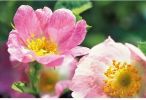 Rose Day Cream 30ml - Afbeelding 4