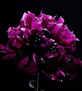 Bvlgari - Goldea The Roman Night Sensuelle - Eau De Parfum - 50ML - Afbeelding 2