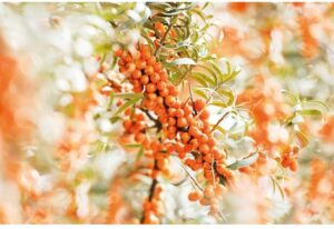 Weleda Duindoorn Vitaliserende Body Olie - Afbeelding 4