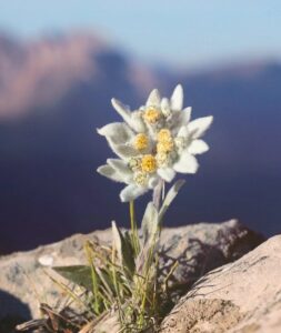 The Body Shop Edelweiss Smoothing Day Cream 50 ML - Afbeelding 3