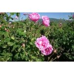 Matarrania Gentle Rose Tonic 100% Organic 100 Ml - Afbeelding 3